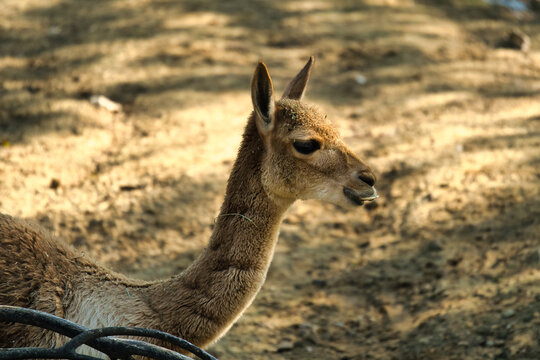 Vikuna (Lama vicugna) in the Paris zoologic park, formerly known as the Bois de Vincennes, 12th arrondissement of Paris, which covers an area of 14.5 hectares