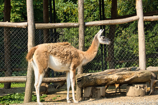 Vikuna (Lama vicugna) in the Paris zoologic park, formerly known as the Bois de Vincennes, 12th arrondissement of Paris, which covers an area of 14.5 hectares