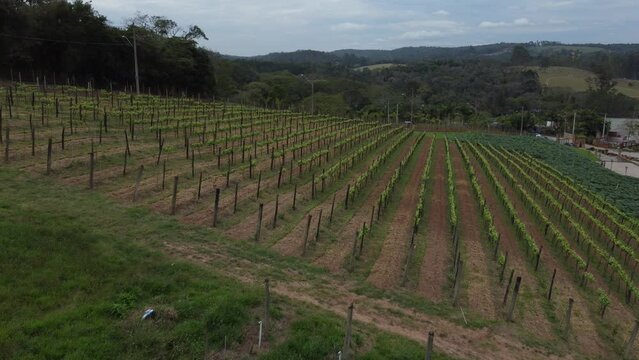 Planta&ccedil;&atilde;o de uvas para produ&ccedil;&atilde;o de vinhos em um vin&iacute;cola no Brasil