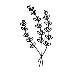 Outline lavender plant branch in hand drawn sketch style isolated on white background