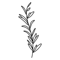rosemary doodle icon, vector illustration isolated on white background