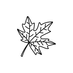 Hand drawn maple leaf doodle outline. Maple leaf in line art style isolated on white background