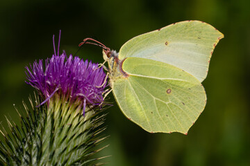 Common Brimstone - Gonepteryx rhamni, beautiful yellow butterfly from European gardens and meadows, Jeseniky, Czech Republic.