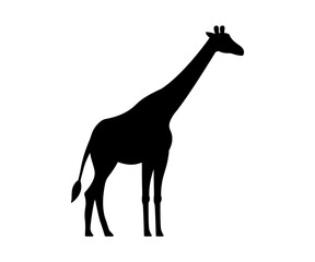 Vector giraffe illustration. Black simple standing giraffe from side illustration.