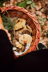 Pilze im Korb