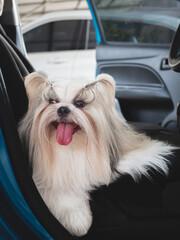 Travel dog concept. Shih Tzu furry in car.