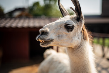 Obraz premium close up of a llama