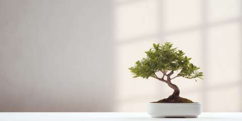 Minimal style light backdrop with blurred foliage shadow on white wall. Potted Olive bonsai tree, Beautiful blank background for presentation.
