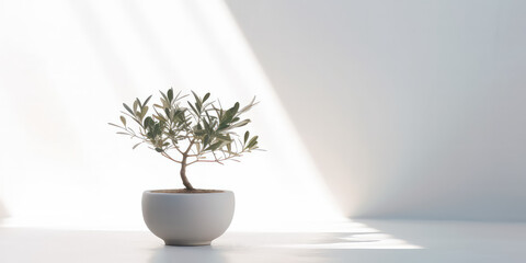 Minimal style light backdrop with blurred foliage shadow on white wall. Potted Olive bonsai tree, Beautiful blank background for presentation.
