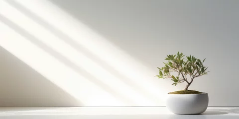 Foto op Plexiglas Minimal style light backdrop with blurred foliage shadow on white wall. Potted Olive bonsai tree, Beautiful blank background for presentation.  © SnowElf