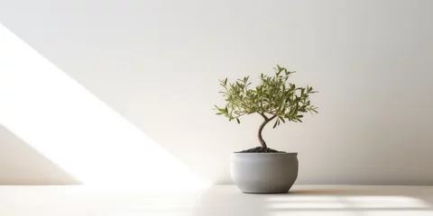 Rolgordijnen Minimal style light backdrop with blurred foliage shadow on white wall. Potted Olive bonsai tree, Beautiful blank background for presentation.  © SnowElf