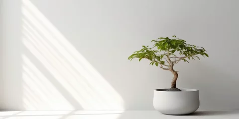 Gordijnen Minimal style light backdrop with blurred foliage shadow on white wall. Potted Olive bonsai tree, Beautiful blank background for presentation.  © SnowElf
