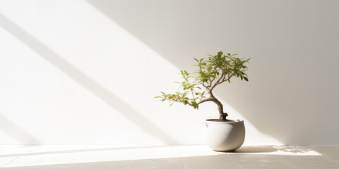 Minimal style light backdrop with blurred foliage shadow on white wall. Potted Olive bonsai tree, Beautiful blank background for presentation.
 - obrazy, fototapety, plakaty