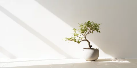 Schilderijen op glas Minimal style light backdrop with blurred foliage shadow on white wall. Potted Olive bonsai tree, Beautiful blank background for presentation.  © SnowElf