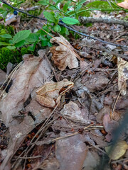 brown frog camouflaged itself among dry leaves in the forest