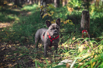 beautiful brindle french bulldog in a harness on a walk