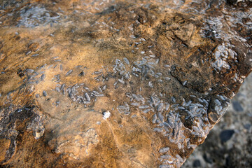 Fusulinid Fossils on stone. Single-celled organisms that live in the sea and are now extinct.