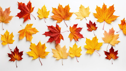 Isolated leaves. Collection of multicolored fallen autumn leaves isolated on white background.