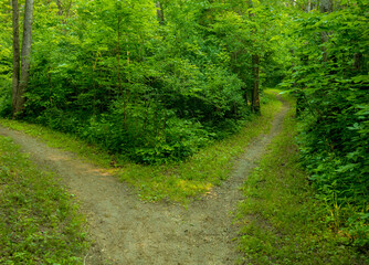 Fototapeta na wymiar forked path in the forest in the summer