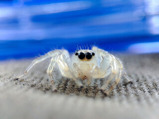 White jumping Spider macro photography