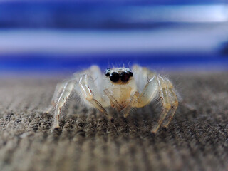 White jumping Spider macro photography