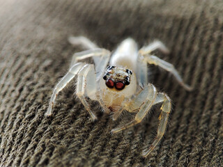 White jumping Spider macro photography