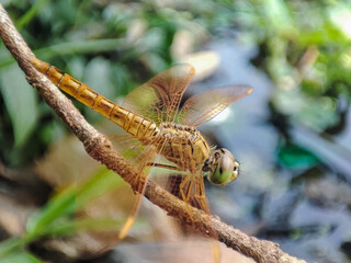 Dragonflies perch on grass stalks and are looking for their prey.