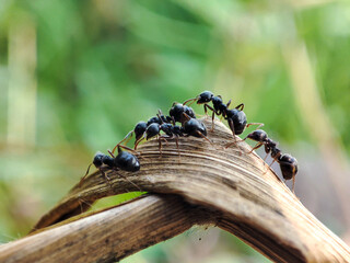 black ants gathering in dry grass