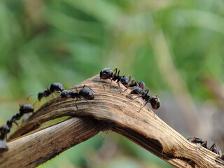 black ants gathering in dry grass