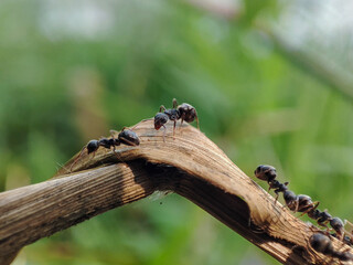 black ants gathering in dry grass