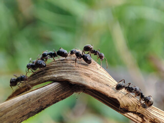 black ants gathering in dry grass