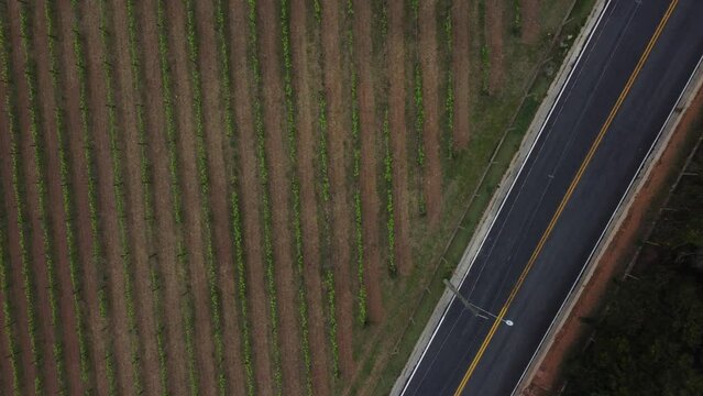 Plantação de uvas em uma vinícola em São Roque SP Brasil captada do alto por um drone
