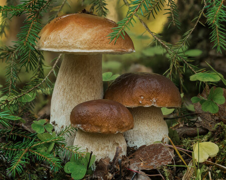 mushrooms in the grass