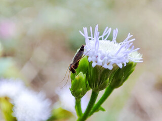 Mosquitoes sitting on blooming flowers