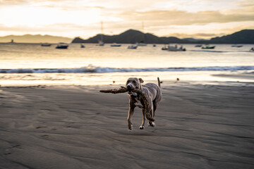 Beautiful American Stanford playing in the beach at sunset in Hermosa Beach Costa Rica