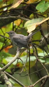 A 4k vertical video of an agitated Gray Catbird making its most common call, a raspy mew that sounds like a cat.