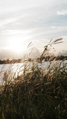 Fototapeta premium grass on the beach at sunset