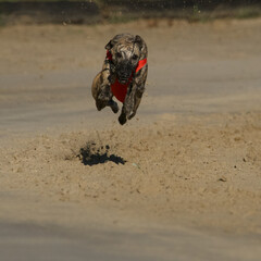Front view of one awesome sighthound dog appearing to fly over the racetrack in Chatillon la Palud,...