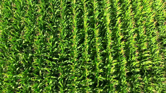 Top View Of Growing Cornfields During Sunny Day Near Padron In Rois, A Coru&ntilde;a, Spain. Aerial Drone Shot