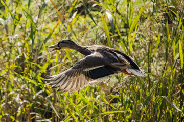 A duck mid flight quacking as it does so