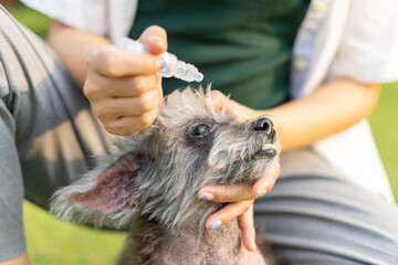 Pet care worker taking care of her cute dog for medicine in eyes. Female hands dripping artificial tears to prevent eye disease in park. Vet applying eye drop in dog eye. - obrazy, fototapety, plakaty