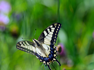 Paź królowej (Papilio machaon) – gatunek motyla dziennego z rodziny paziowatych na letniej...