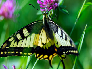 Paź królowej (Papilio machaon) – gatunek motyla dziennego z rodziny paziowatych na letniej...