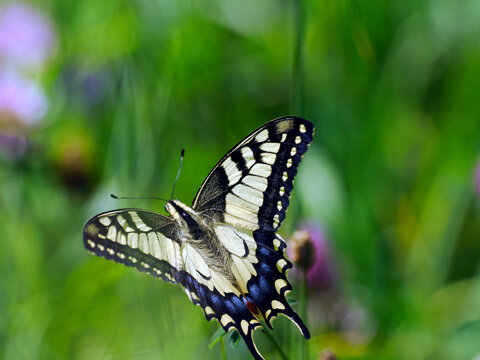 Paź królowej (Papilio machaon) – gatunek motyla dziennego z rodziny paziowatych na letniej łące