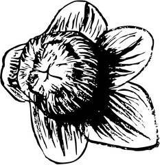 Peony blossom ink sketch 