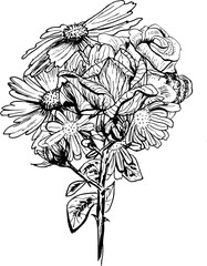 Flowers bouquet ink vintage vector illustration 