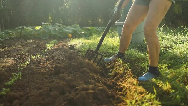 Gardener digging out weeds with pitchfork in the garden or allotment at sunset. High quality FullHD footage