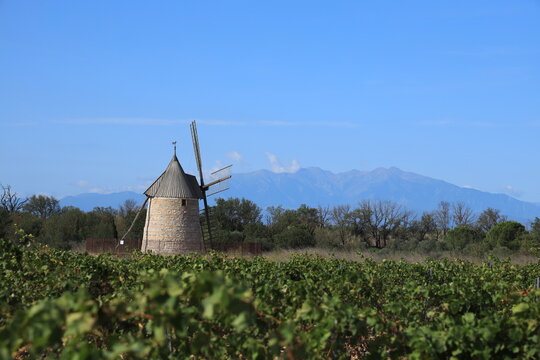 Moulin de Claira viewed from vineyard with Pyrénées mountains visible  in background. A fully restored windmill located near Claira, Pyrénées-Orientales Department, southern France