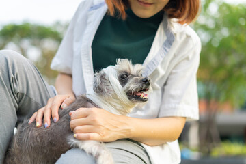 Pet care worker taking care of her cute dog use bandaging a dog head. Hands owner female applying...