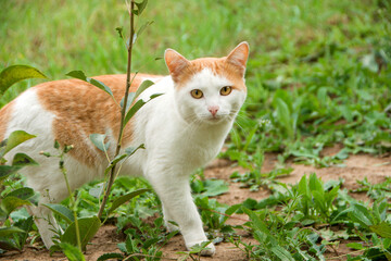 Naklejka na ściany i meble White-red domestic cat on a walk in the fresh air. The cat sits in the ground with a mysterious look. Walk with your beloved cat in the summer heat